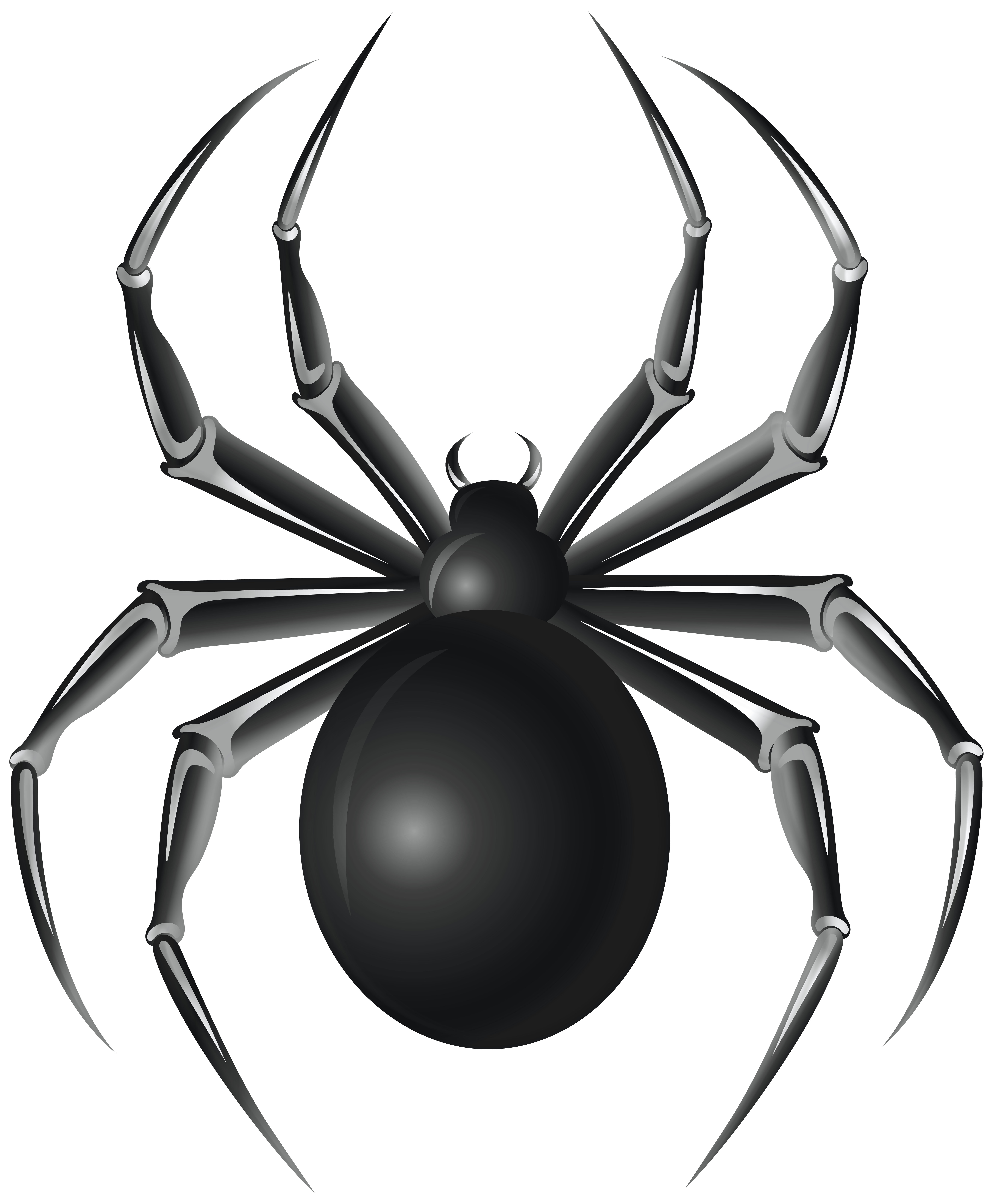 Black spider